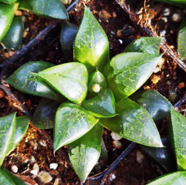 bjbm11.Haworthia bluebird 5-6cm/ Haworthia/ Succulent plants / Garden landscape / Carefully select healthy plants