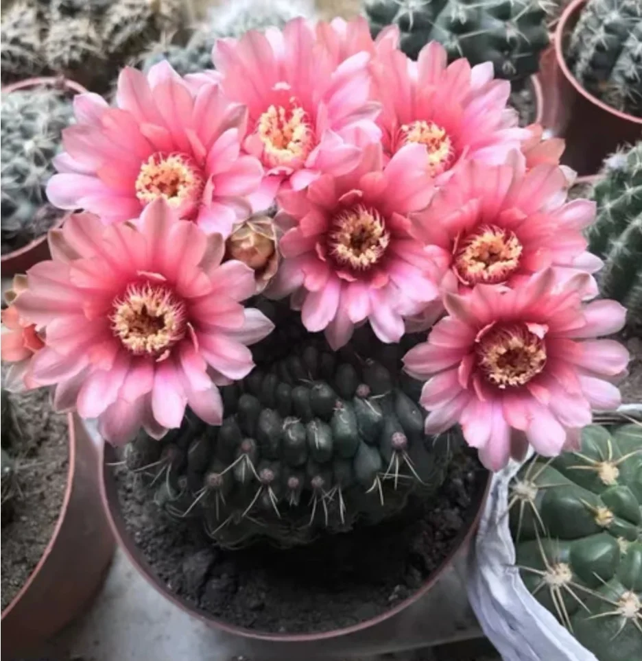 plant Aeonium Echeveria Haworthia  Caudex  Lithops Cactus  Agave 