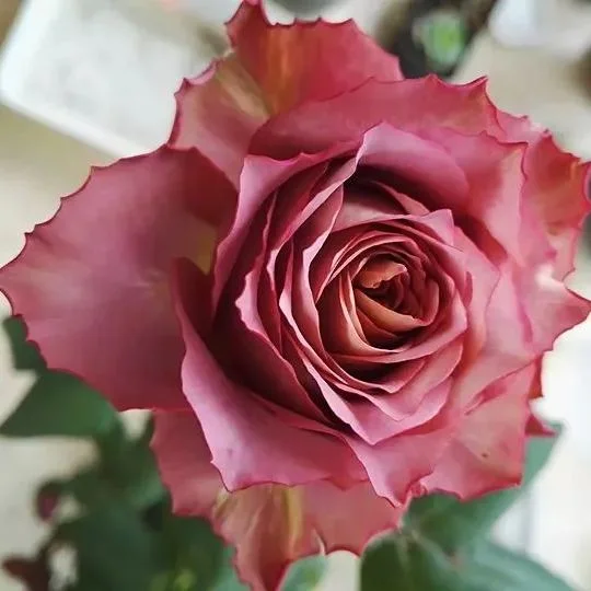 Japanese rare 'British Beats' shrub rose