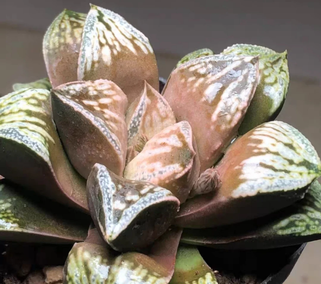 plant Aeonium Echeveria Haworthia  Caudex  Lithops Cactus  Agave 