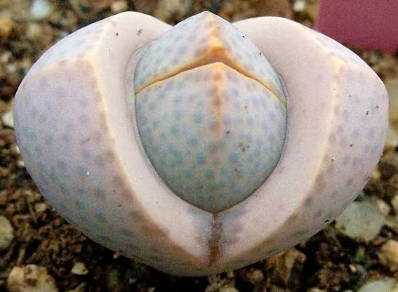 plant Aeonium Echeveria Haworthia  Caudex  Lithops Cactus  Agave 