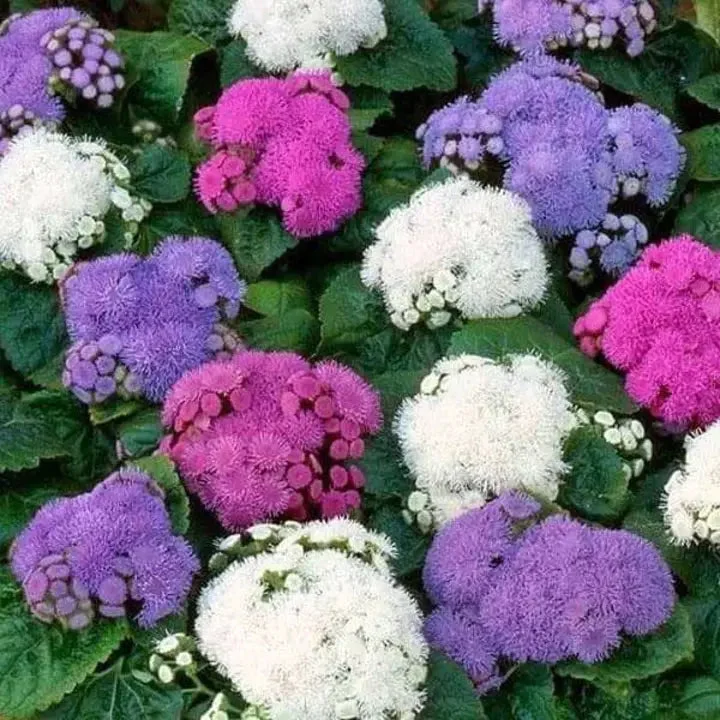 Ageratum F1 Hawaii Mixed Color - Flower Seeds