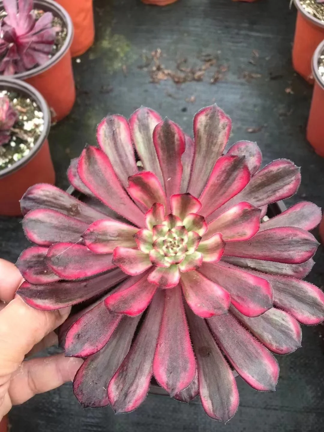 plant Aeonium Echeveria Haworthia  Caudex  Lithops Cactus  Agave 