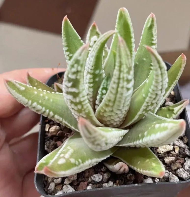 plant Aeonium Echeveria Haworthia  Caudex  Lithops Cactus  Agave 