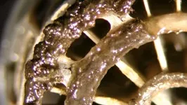 Bacteria growing inside limescale pores