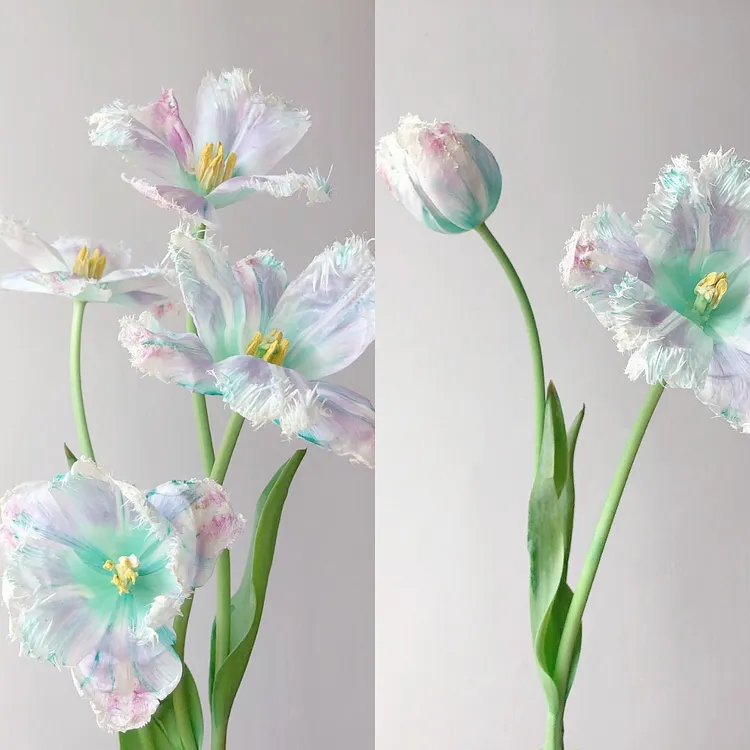 Aurora Tulip - Bonsai