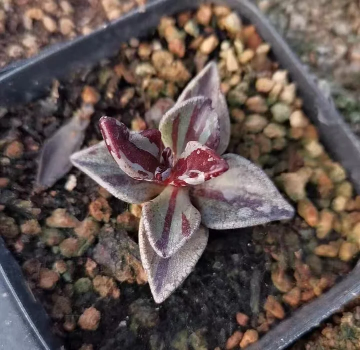 plant Aeonium Echeveria Haworthia  Caudex  Lithops Cactus  Agave 