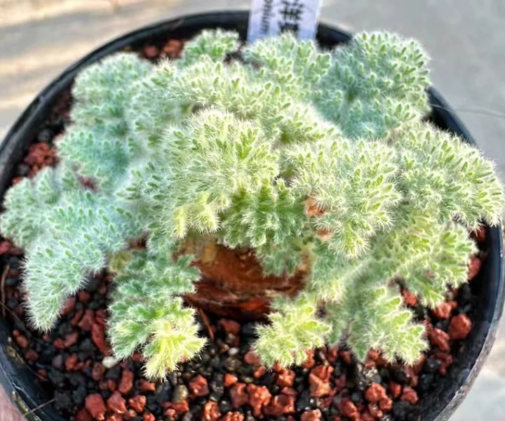 788.  Pelargonium appendiculatum / Caudex  / Succulent plants / Garden landscape / Carefully select healthy plants