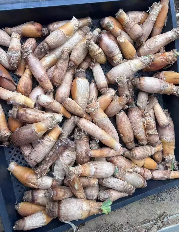 plant Aeonium Echeveria Haworthia  Caudex  Lithops Cactus  Agave 