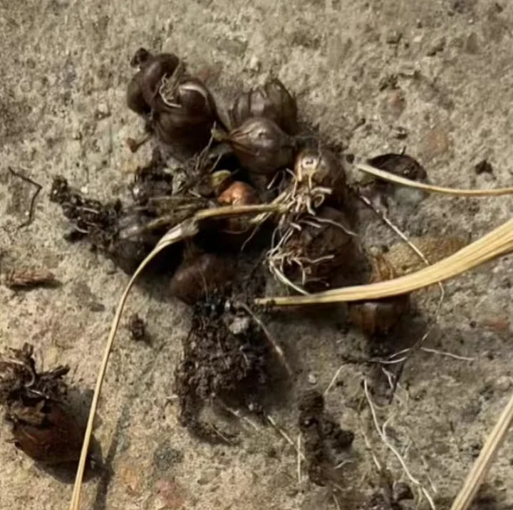 plant Aeonium Echeveria Haworthia  Caudex  Lithops Cactus  Agave 