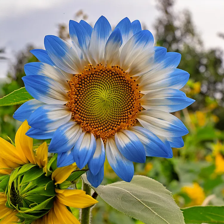 Rare two-color blue sunflower seeds