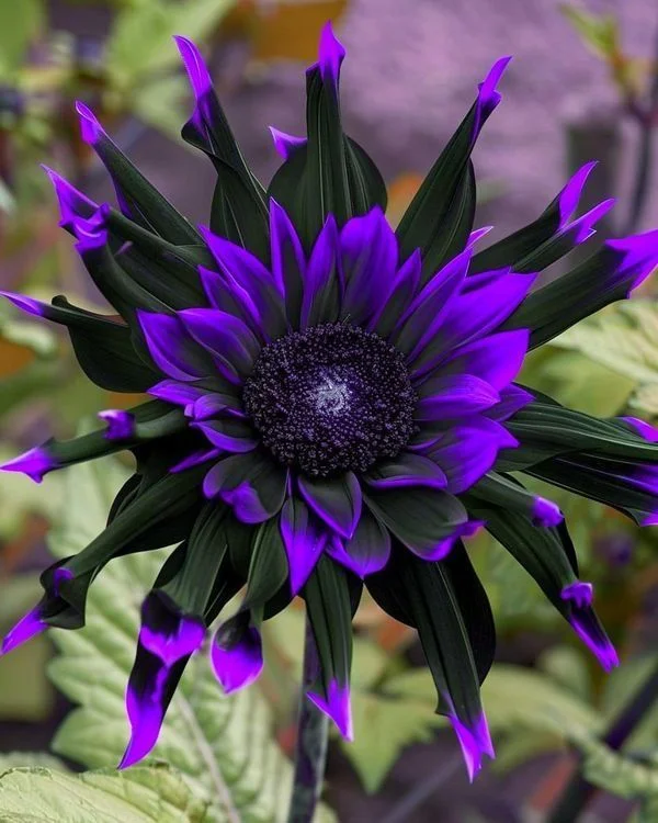 Purple Flame Sunflower