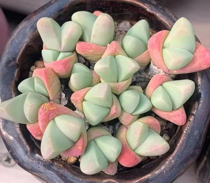 plant Aeonium Echeveria Haworthia  Caudex  Lithops Cactus  Agave 