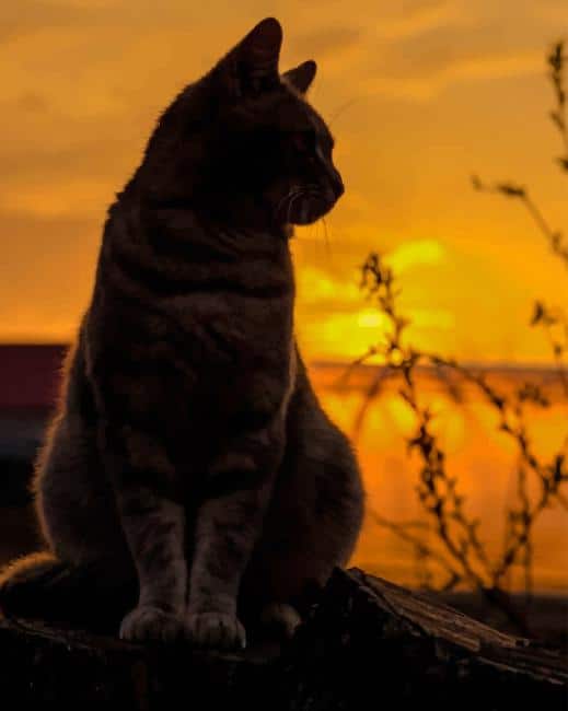 

Cat Silhouette – Paint By Numbers - 40*50CM, 501 Original