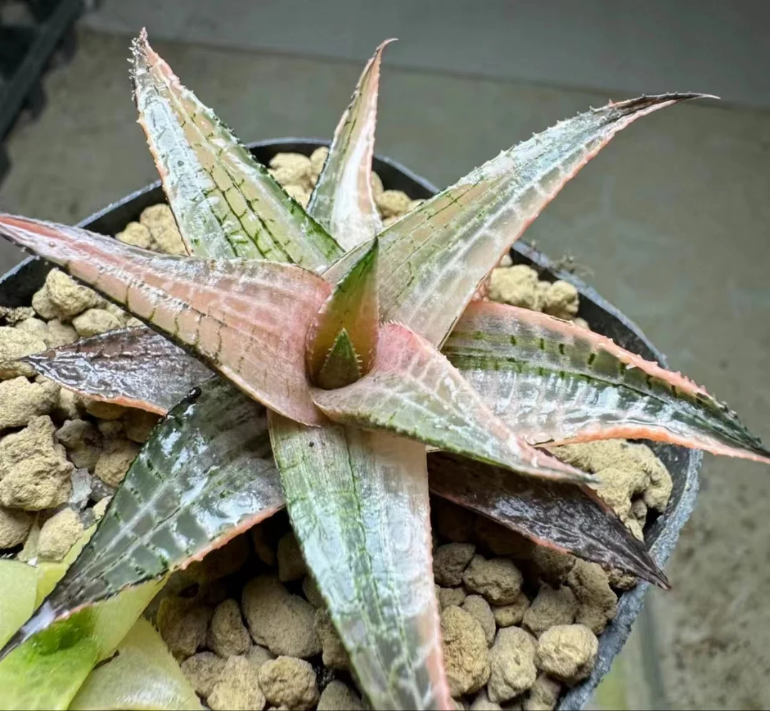 1018.Haworthia.tesstllata 7cm/ Haworthia/ Succulent plants / Garden landscape / Carefully select healthy plants