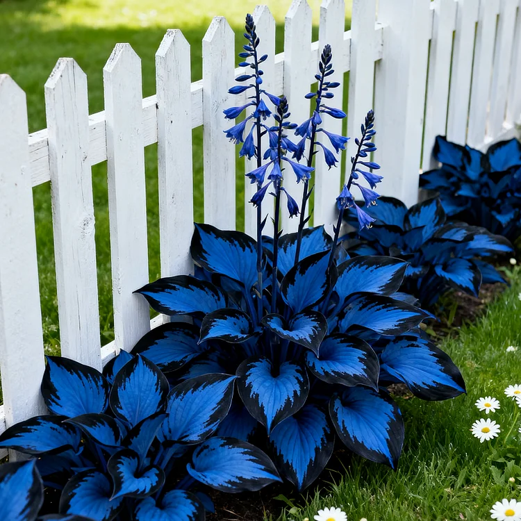 🌹Mid Night Blue Hosta Seeds