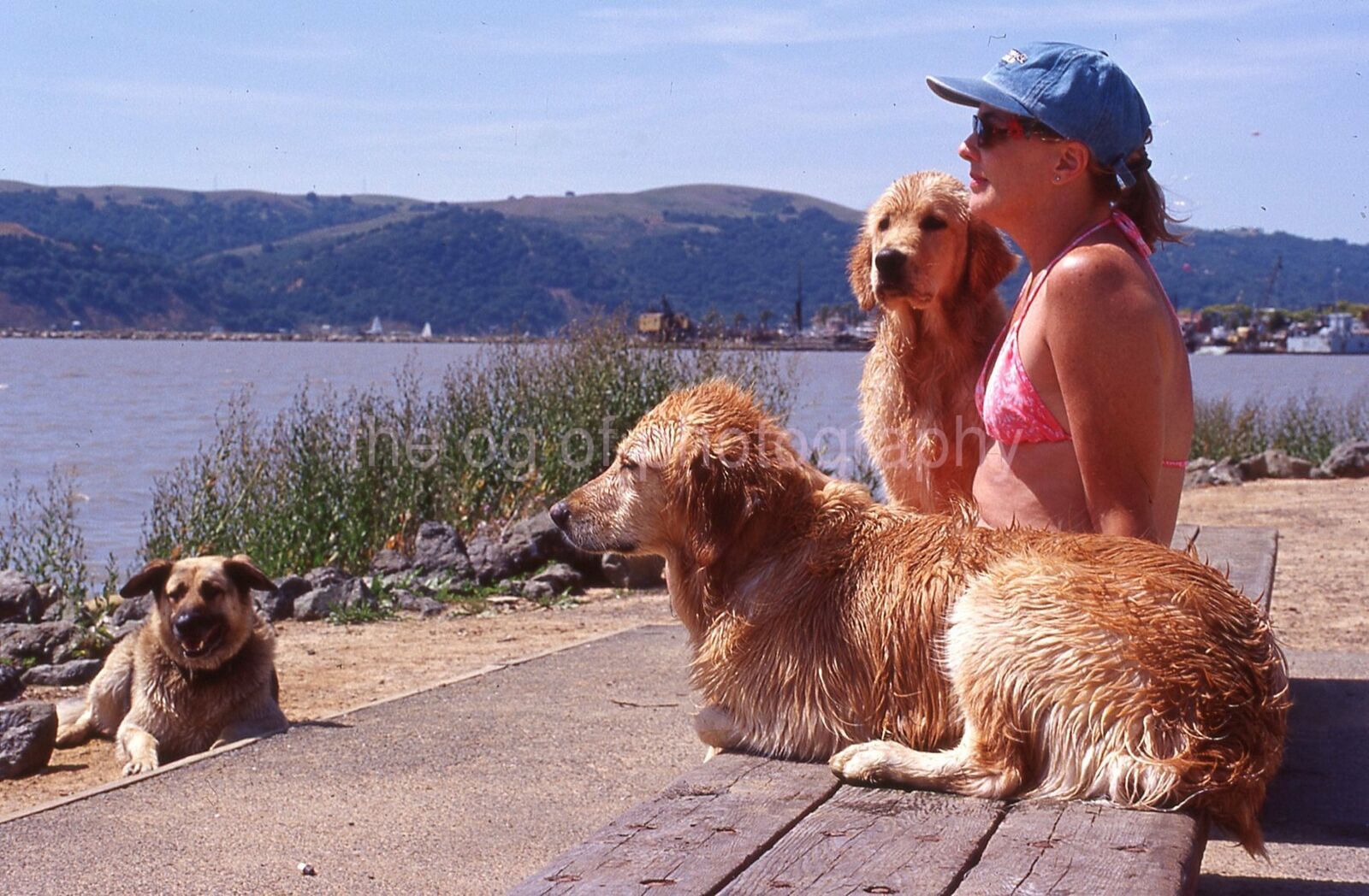 DOG GIRL At Water's Edge VINTAGE 35mm FOUND SLIDE Transparency Photo Poster painting 09 T 5 E