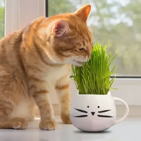 Soilless Cat Grass Seeds (Hydroponics)
