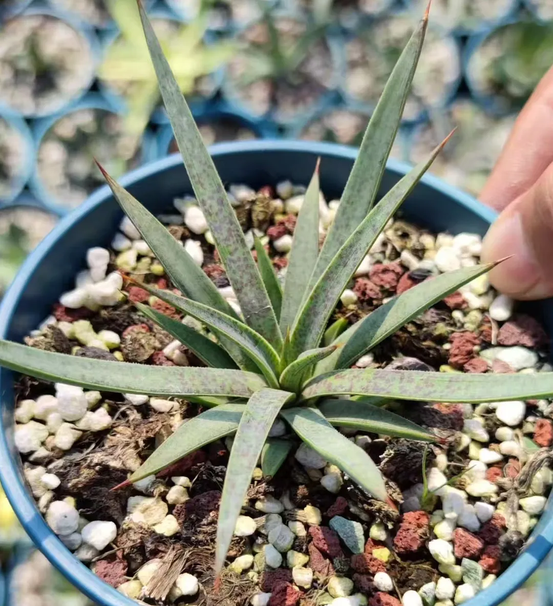 plant Aeonium Echeveria Haworthia  Caudex  Lithops Cactus  Agave 