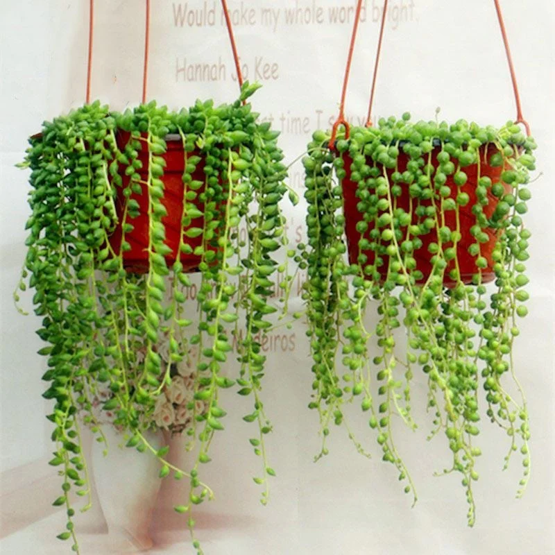 Pearl Chlorophytum Seeds