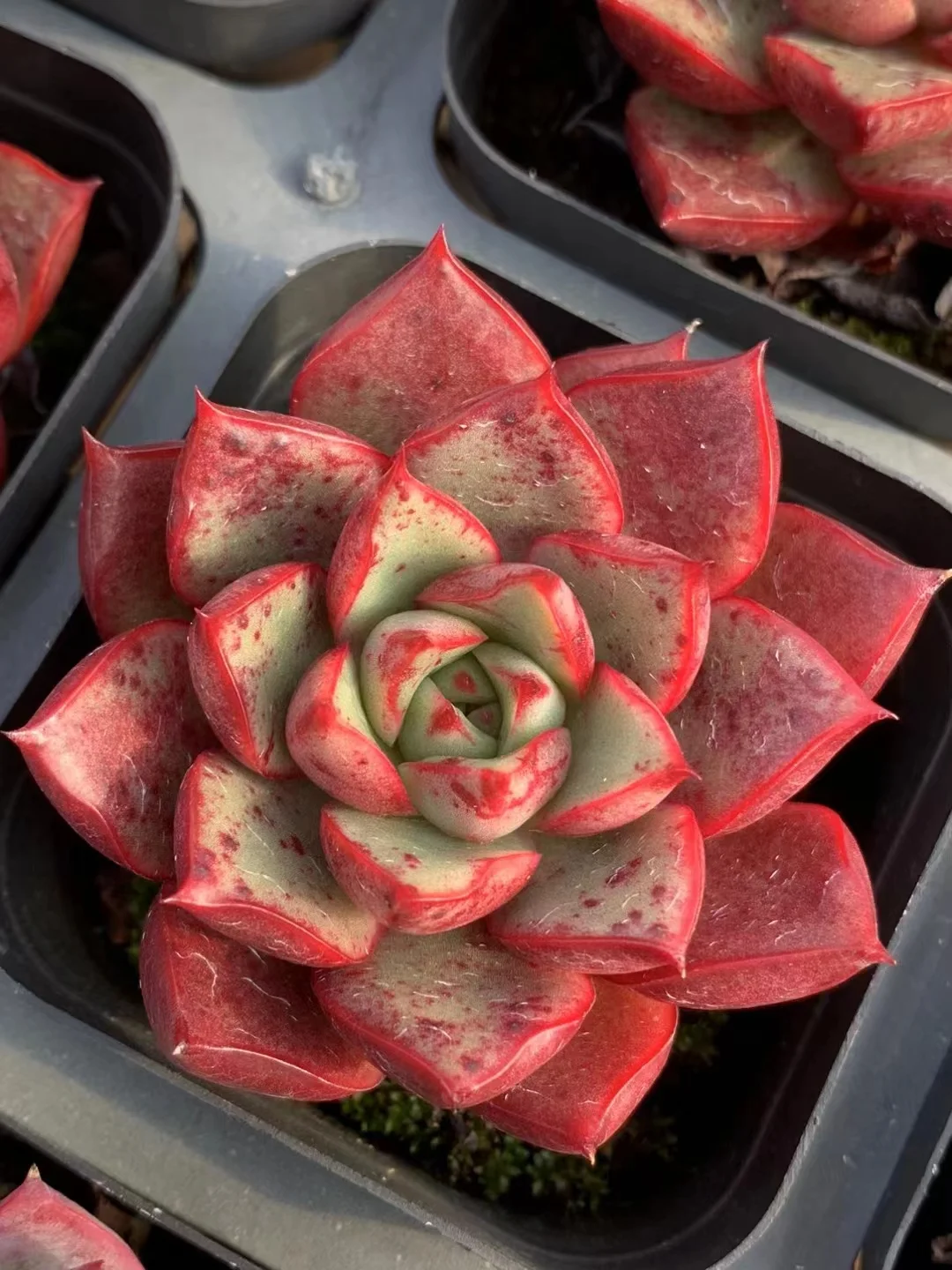 519. Echeveria  Matador single head 4-5cm /Echeveria/  Succulent plants / Garden landscape / Carefully select healthy plants