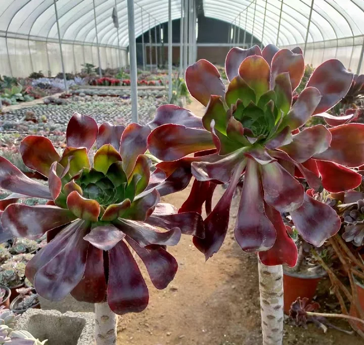 plant Aeonium Echeveria Haworthia  Caudex  Lithops Cactus  Agave 