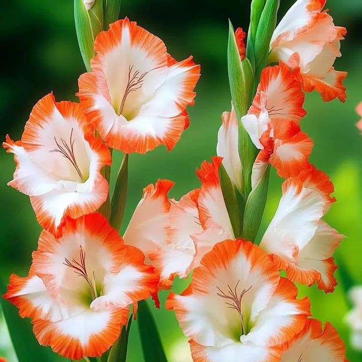 Coral Sunrise Gladiolus Corms🌺