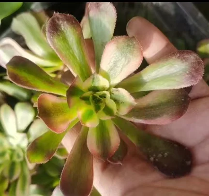 plant Aeonium Echeveria Haworthia  Caudex  Lithops Cactus  Agave 