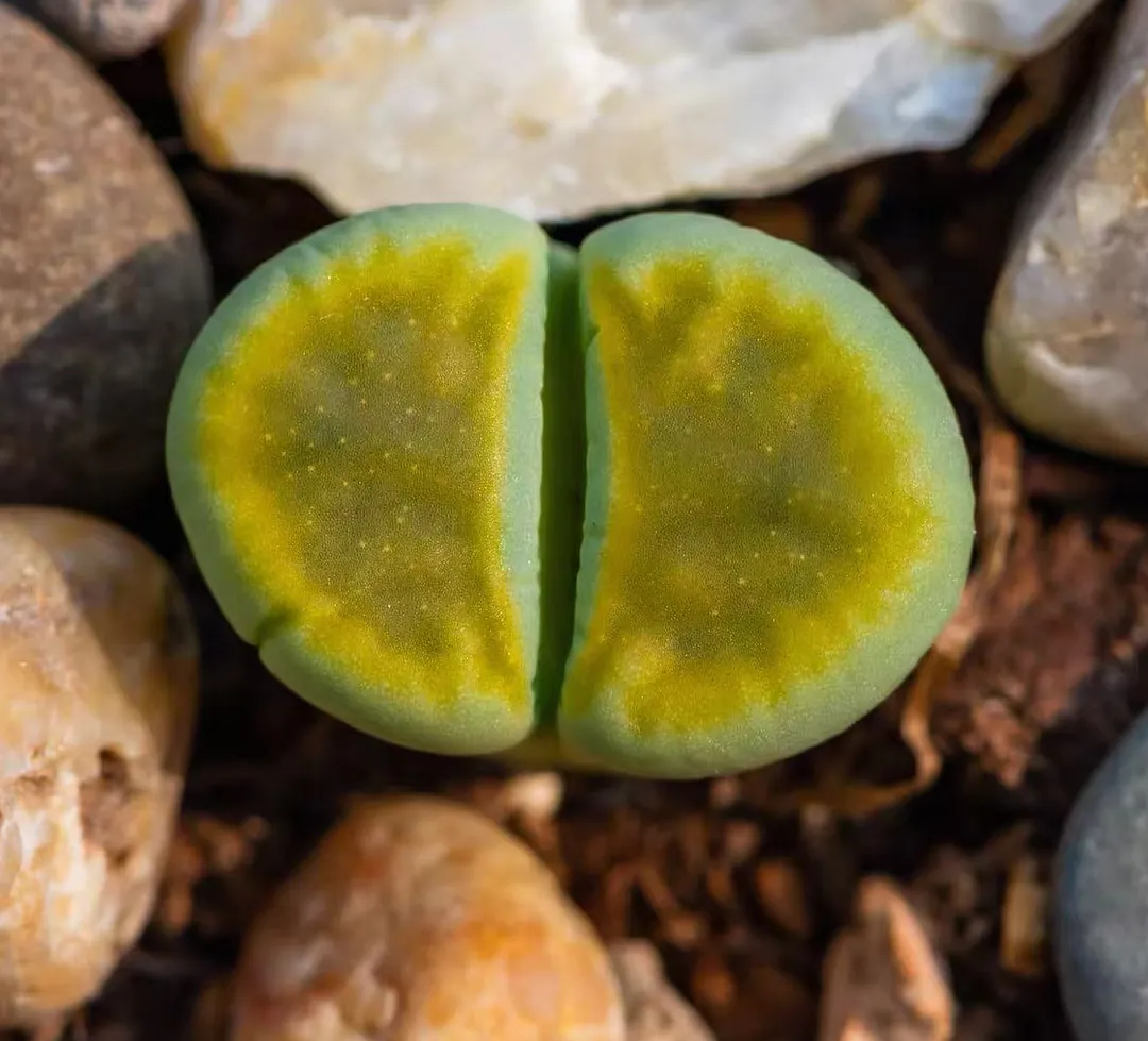 plant Aeonium Echeveria Haworthia  Caudex  Lithops Cactus  Agave 