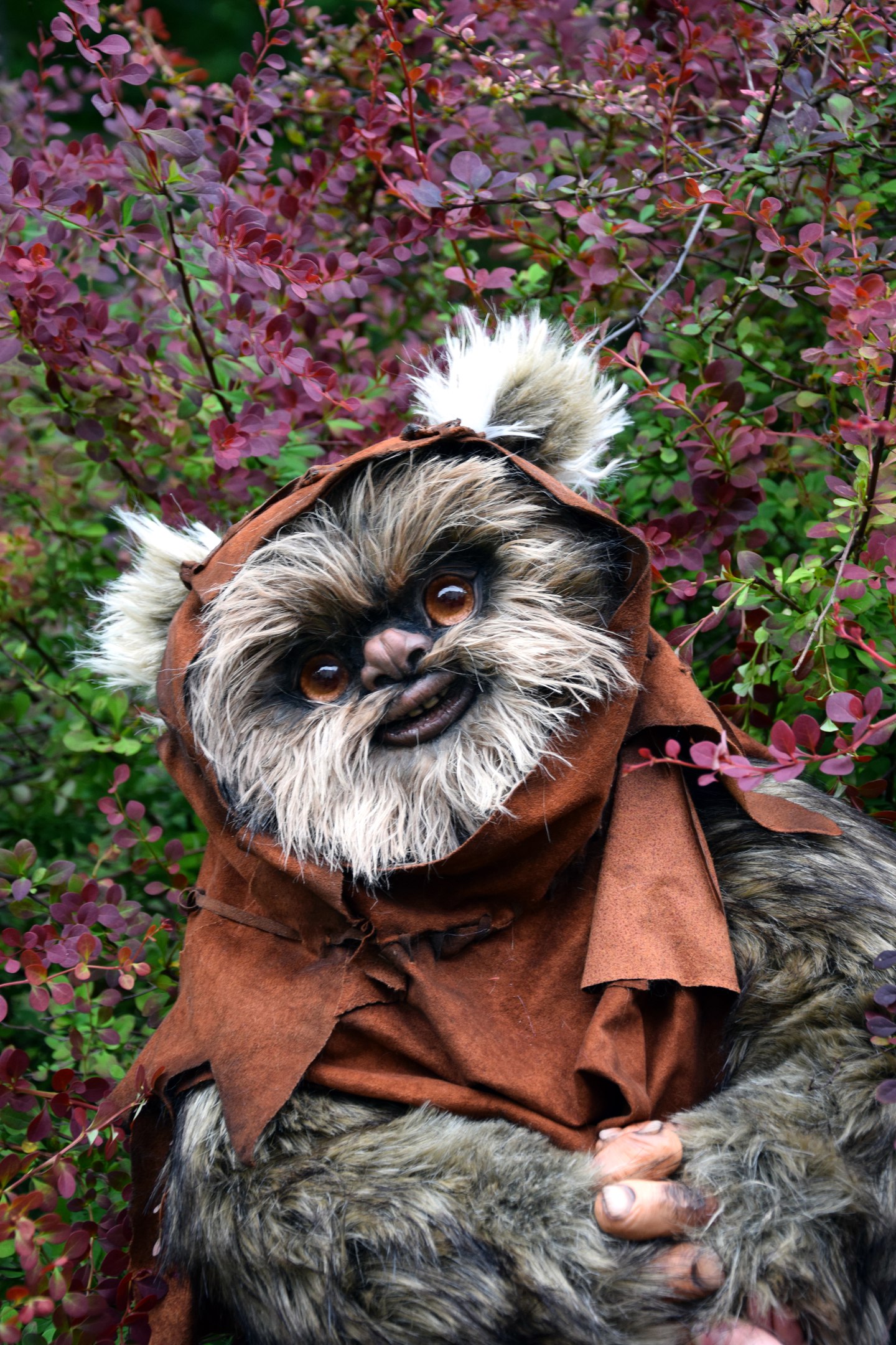 Ewok