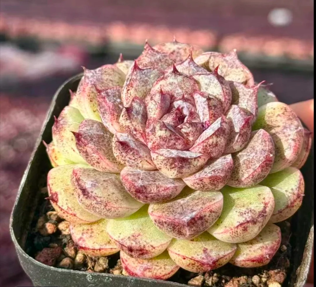 plant Aeonium Echeveria Haworthia  Caudex  Lithops Cactus  Agave 