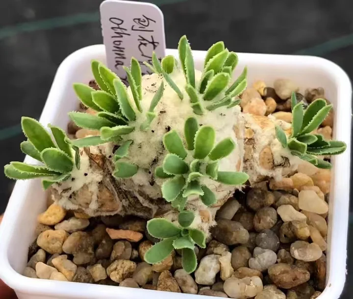 plant Aeonium Echeveria Haworthia  Caudex  Lithops Cactus  Agave 