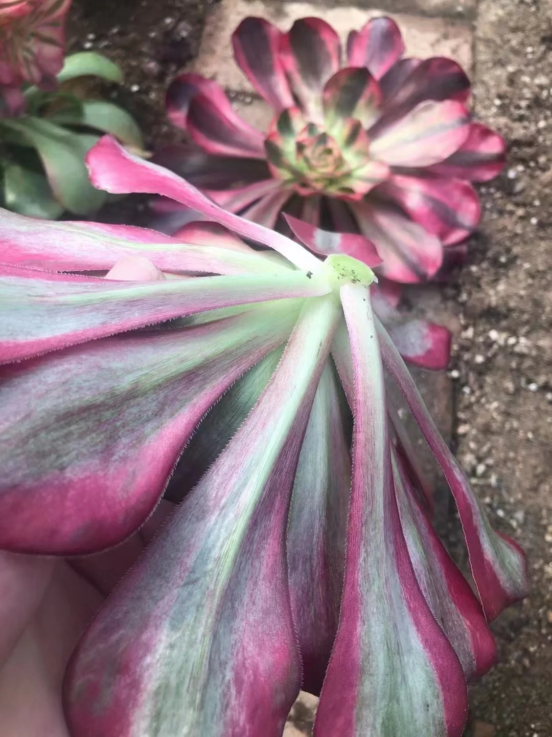 plant Aeonium Echeveria Haworthia  Caudex  Lithops Cactus  Agave 