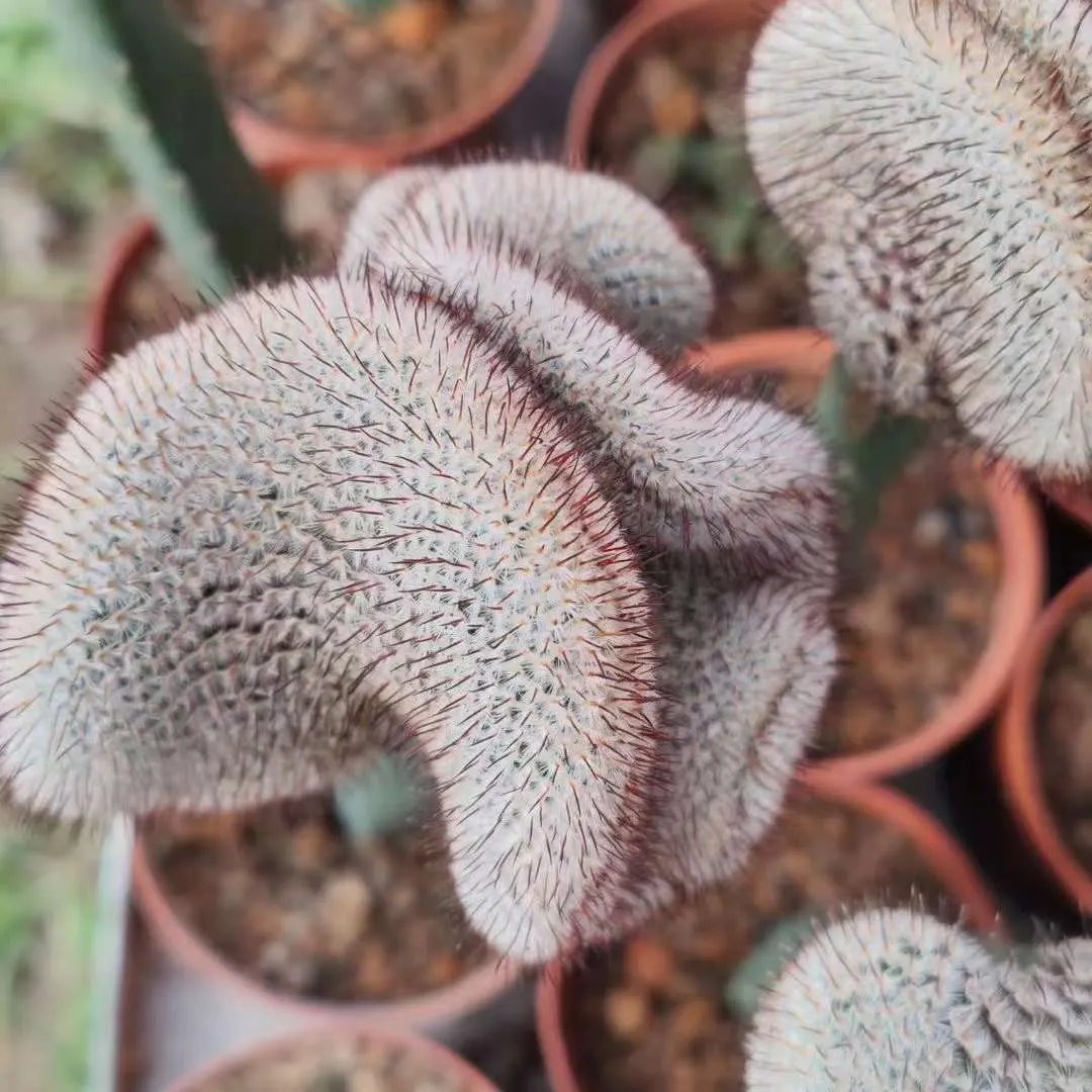 plant Aeonium Echeveria Haworthia  Caudex  Lithops Cactus  Agave 