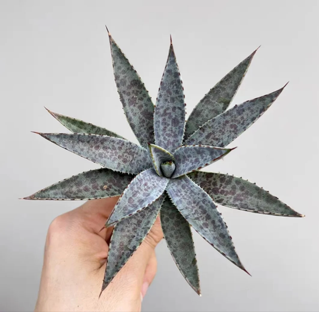 plant Aeonium Echeveria Haworthia  Caudex  Lithops Cactus  Agave 