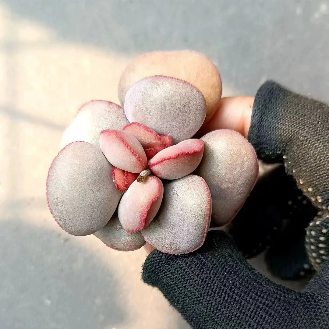 plant Aeonium Echeveria Haworthia  Caudex  Lithops Cactus  Agave 