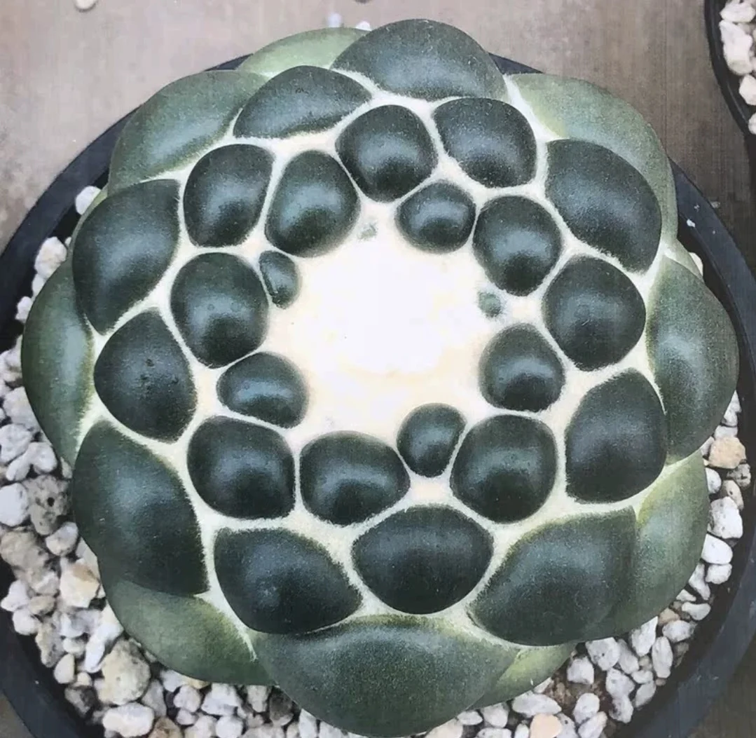 plant Aeonium Echeveria Haworthia  Caudex  Lithops Cactus  Agave 
