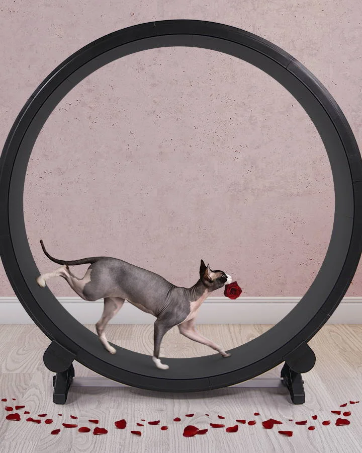 Cat Exercise Wheel
