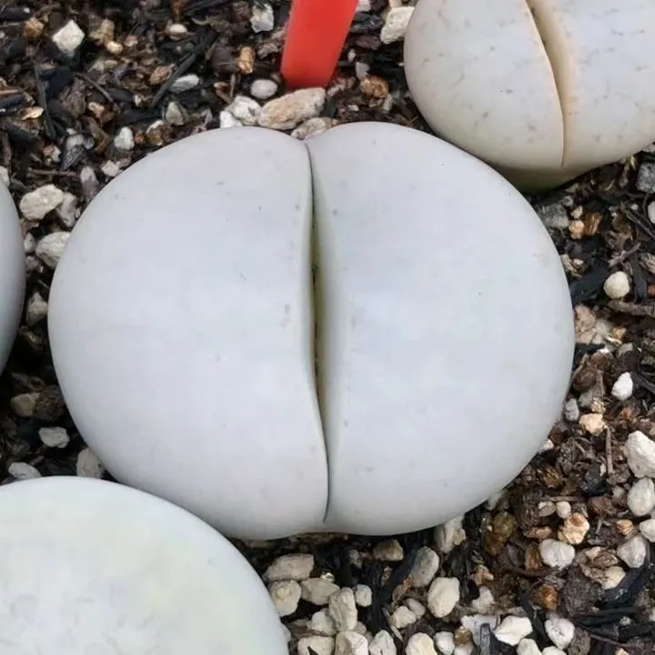 plant Aeonium Echeveria Haworthia  Caudex  Lithops Cactus  Agave 