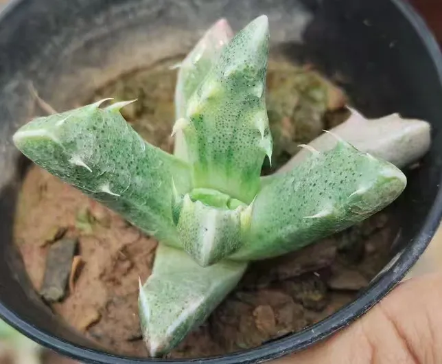 plant Aeonium Echeveria Haworthia  Caudex  Lithops Cactus  Agave 