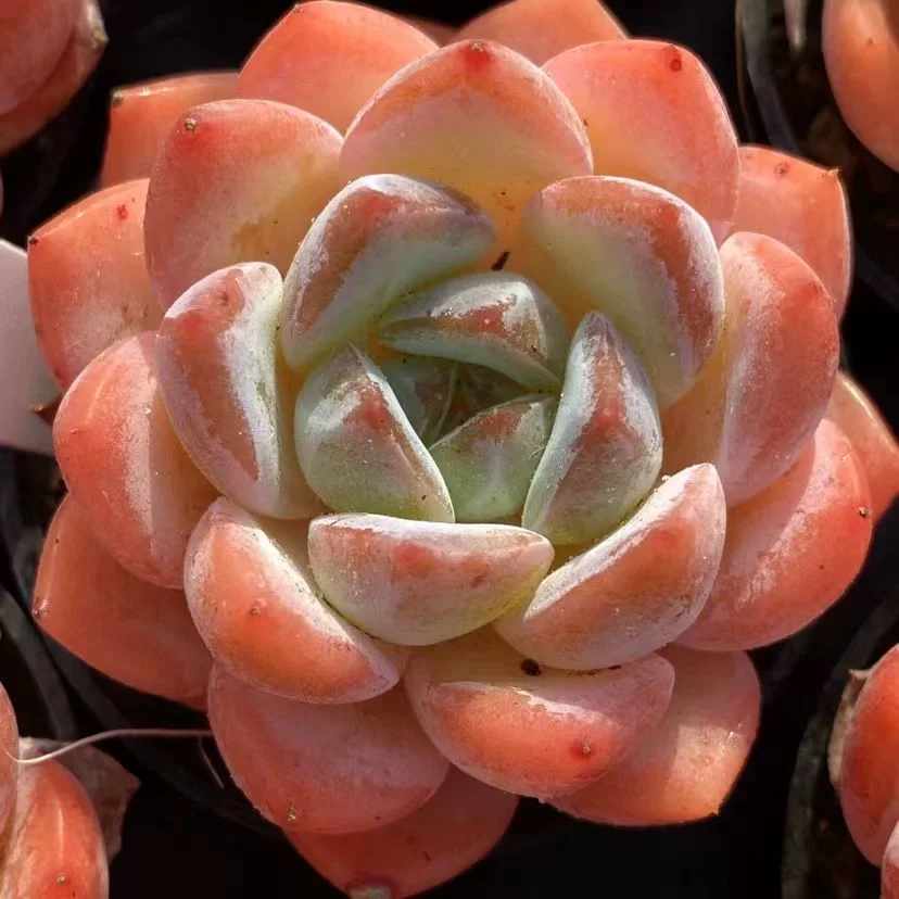 plant Aeonium Echeveria Haworthia  Caudex  Lithops Cactus  Agave 
