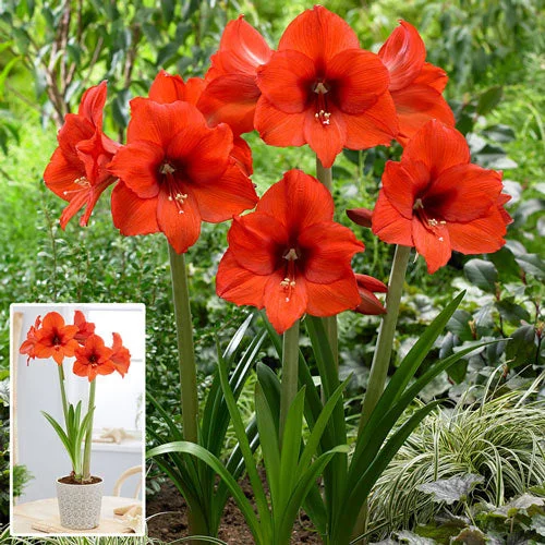 Princess Margriet Amaryllis