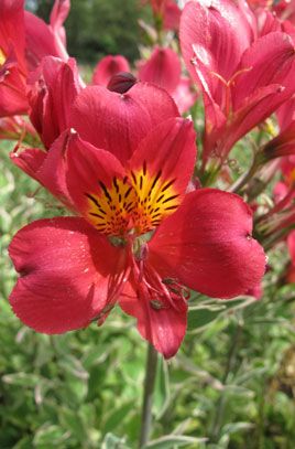 Alstroemeria Pulchra“Sunset Red” Jonyparkseed®
