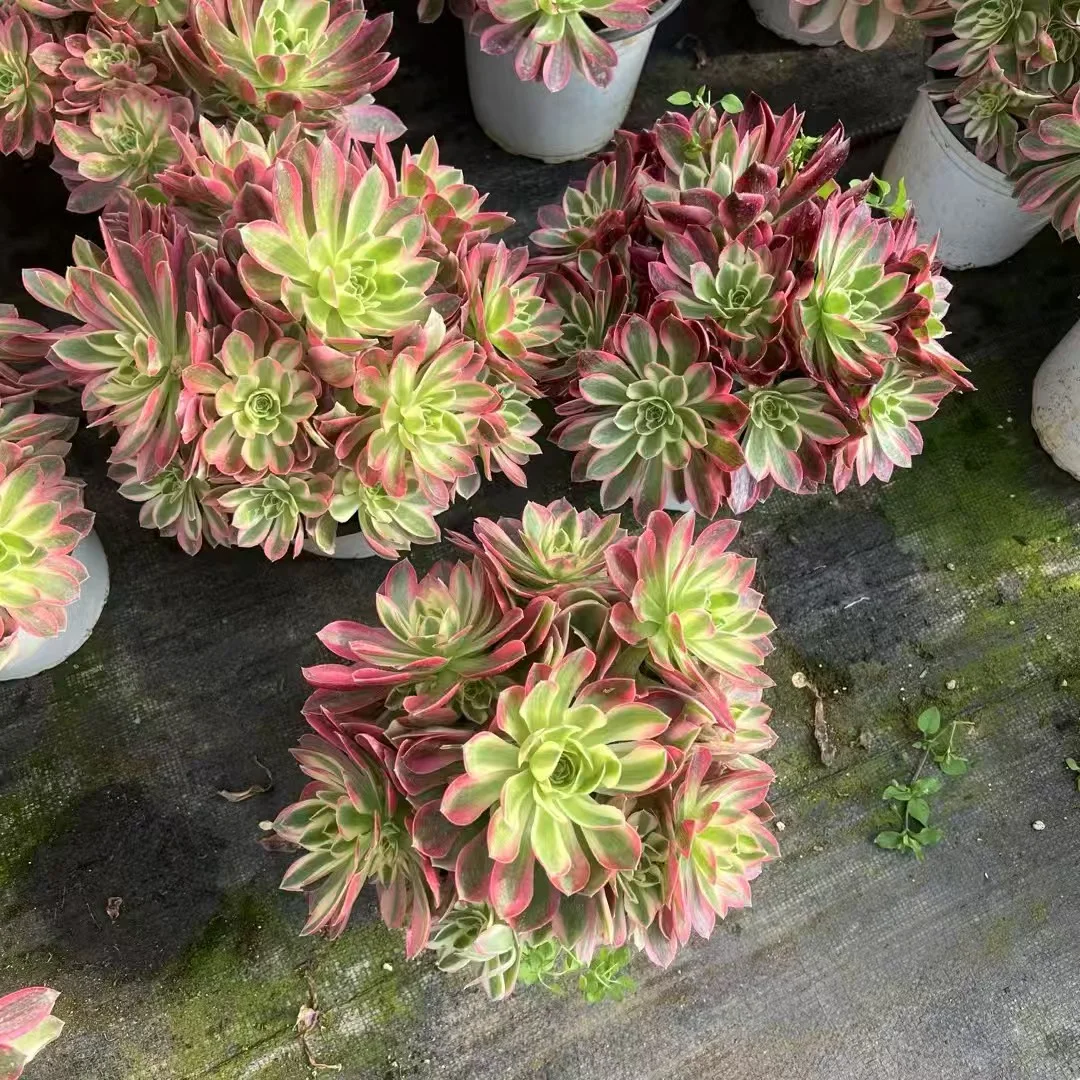 plant Aeonium Echeveria Haworthia  Caudex  Lithops Cactus  Agave 