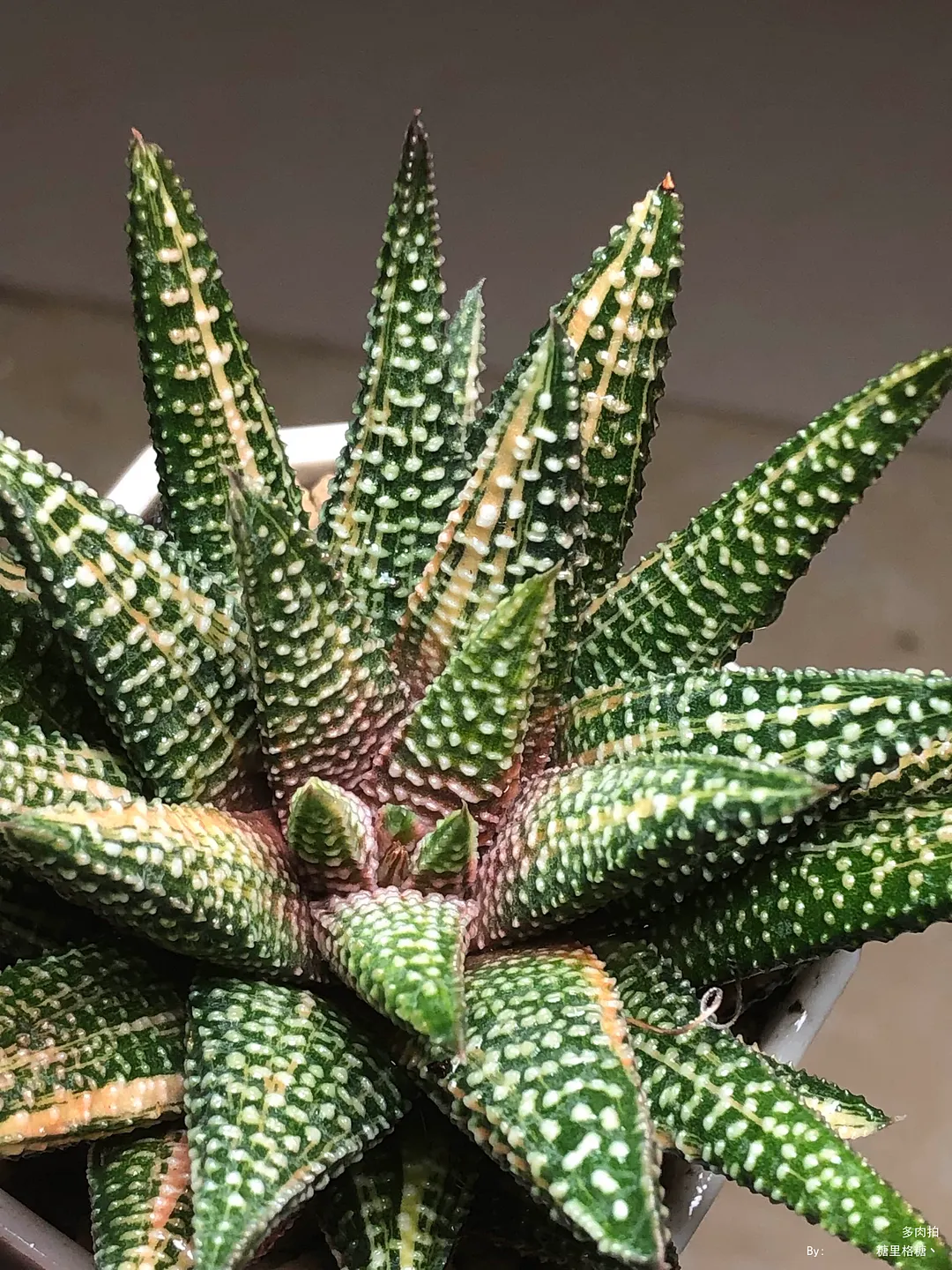 plant Aeonium Echeveria Haworthia  Caudex  Lithops Cactus  Agave 