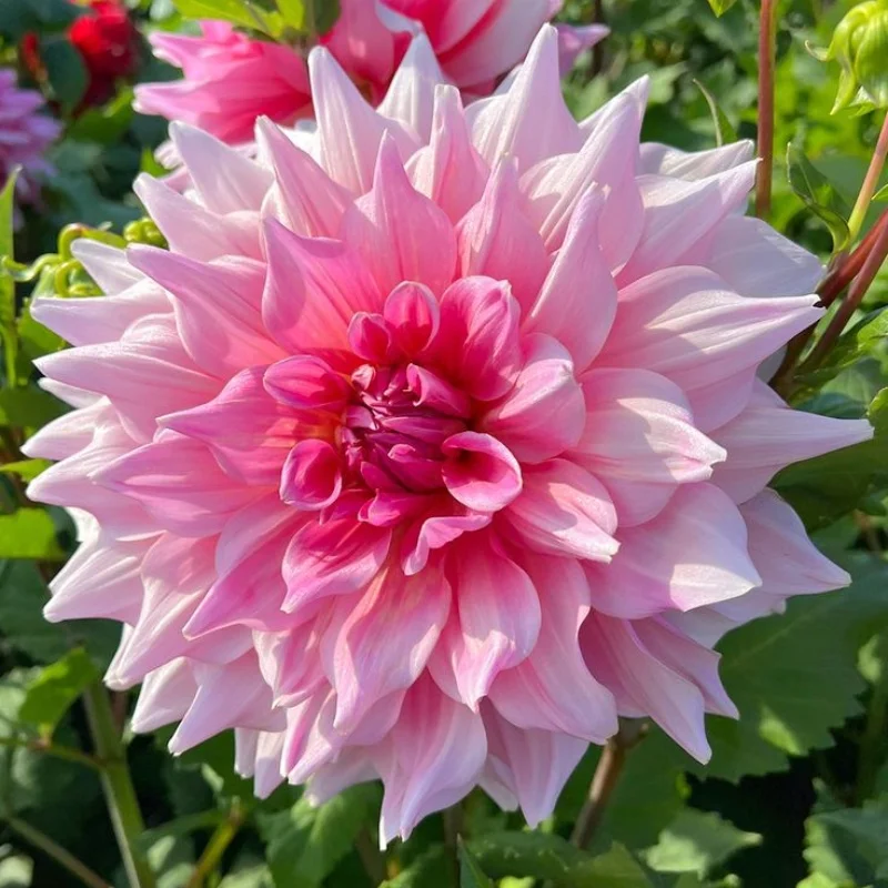 Linda-Double dahlia bulbs