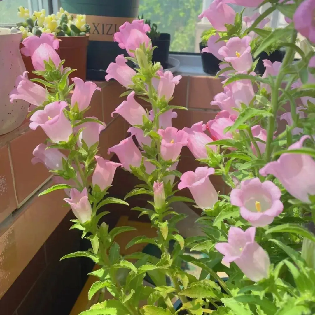 Campanula Seeds, Potted Flower Seeds