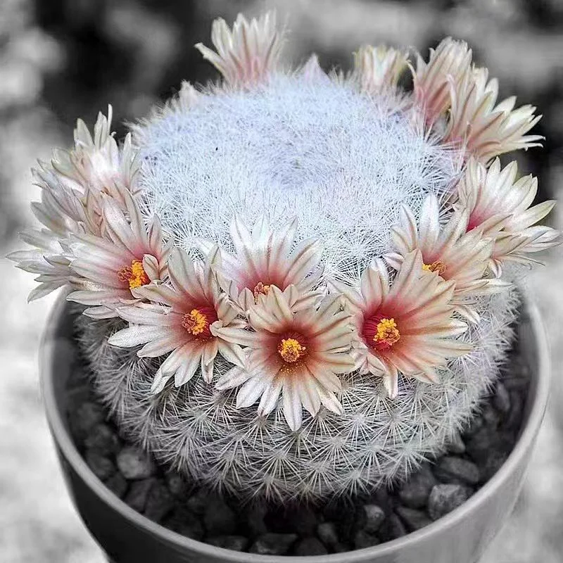 605.   Full moon.  has roots  3-4cm /Cactus plants /Succulent plants /  Garden landscape / Carefully select healthy plants