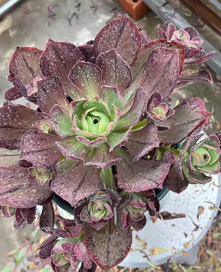 plant Aeonium Echeveria Haworthia  Caudex  Lithops Cactus  Agave 