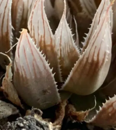 plant Aeonium Echeveria Haworthia  Caudex  Lithops Cactus  Agave 